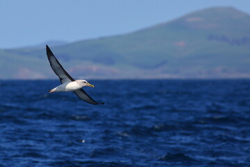 Fototapeta na wymiar A Buller's albatross or Buller's mollymawk - Thalassarche bulleri (endemic to New Zealand) - soaring above the sea, with blue sea and mountain background, off Kaikoura, South Island, New Zealand