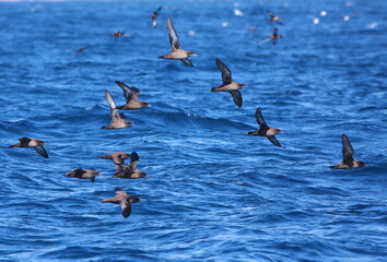 Sooty shearwater flock - Ardenna grisea - flying over the south pacific ocean with blurred blue sky and sea background, off the Taiaroa Head, Otago Peninsula, South Island, New Zealand