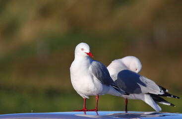 Silver gull or New Zealand red-billed gull (Chroicocephalus novaehollandiae) resting on a car with blurred background, in Dunedin, New Zealand