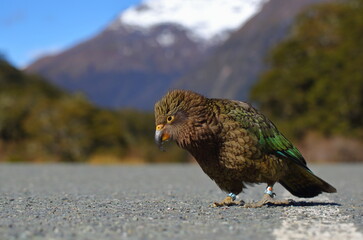 New Zealand's endemic mountain parrot Kea (Nestor notabilis) walking at a car park, blurred snowy mountains and blue sky background, in the Fiordland National Park, New Zealand