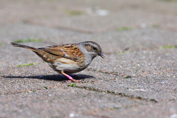 A close-up portrait of a common introduced bird - Dunnock - Prunella modularis - with special pink and purple colour bands foraging on the ground at the Botanic Garden in Dunedin, New Zealand