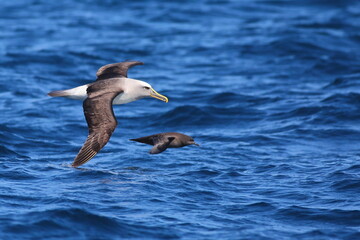 A large Salvin's Albatross or Salvin's Mollymawk (Thalassarche salvini) and a much smaller Sooty Shearwater (Ardenna grisea) flying together, with blue sea background, off Taiaroa Head, New Zealand