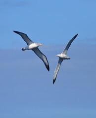 A Royal Albatross (Diomedea epomophora) (right) and a Salvin's Albatross or Salvin's Mollymawk (Thalassarche salvini) (left) flying together, with blue sky background, off Taiaroa Head, New Zealand