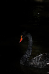 Black swan swimming in the lake on dark background.