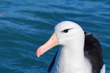 A close-up portrait of an adult Black-browed Albatross or Black-browed Mollymawk (Thalassarche melanophris) swimming in the blue sea, in Kaikoura, New Zealand