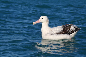 A close-up portrait of an adult Wandering albatross (Diomedea exulans) - the bird species with the largest wingspan in the world - swimming in the blue sea, in Kaikōura, New Zealand