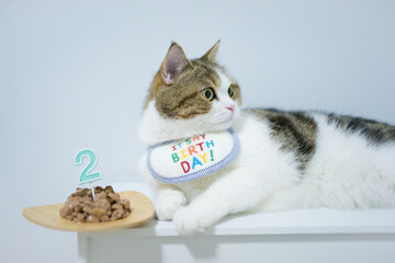 scottish tabby cat in birthday party