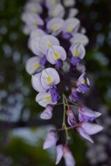 春の玉敷神社の大藤