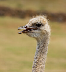 Close-up of an ostrich in an animal reserve ( Struthio camelus camelus).