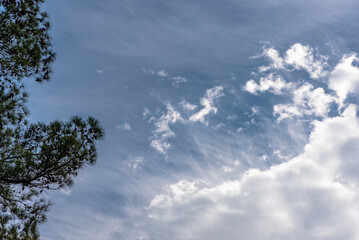 Blue sky with wispy wind driven clouds and loblolly pine tree