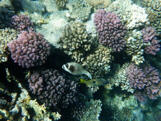 Diving in Blue Hole - Dahab - Pesce palla