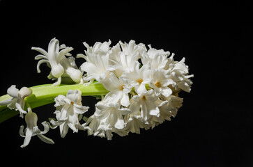 Withered hyacinth flower isolated on black background