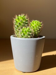 Little indoor cactus 