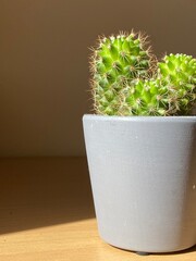 Little indoor cactus 