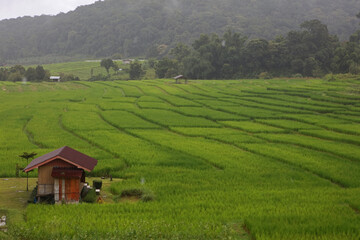 The rice fields of Ban Mae Klang Luang village in Doi Inthanon National Park, Thailand