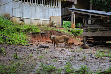 Pig in Ban Mae Klang Luang village in Doi Inthanon National Park, Thailand