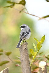 closeup the small grey white wagtail birds sitting and holding on orange tree branch soft focus natural green brown background.