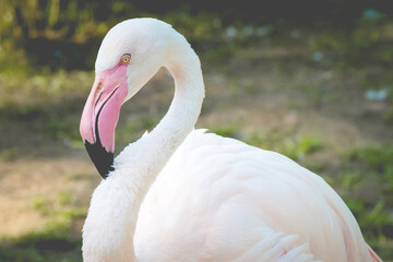 Obraz premium Beautiful flamingo