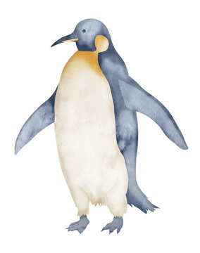 Watercolor Emperor Penguins. Hand drawn illustration isolated on white background. Drawing of Antarctic animal in pastel colors. Sketch of polar bird. Sketch for logo or icon. North character.