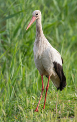 White stork, Ciconia ciconia. A bird walks along the river bank