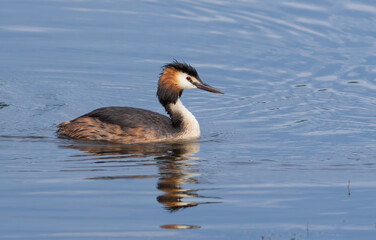 Great crested grebe, Podiceps cristatus. A bird floating on a river