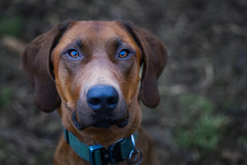 2023-02-19 CLOSE UP PORTRAIT OF A RHODESIAN RIDGEBACK WITH NICE EYES AND A BLURRY BACKGROUND