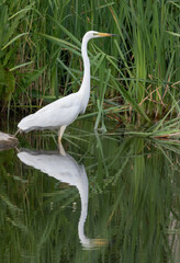 Great egret, Ardea alba. A bird walks in shallow water along the shore and catches fish or frogs