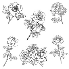 Set Rose sketch. Black outline on white background. Vector illustration.