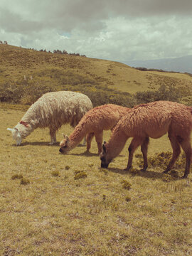 Animales de crianza en las piramides de Cochasqui, Ecuador. 