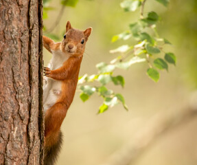red squirrel on a tree