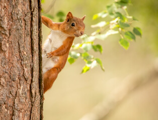 red squirrel on a tree