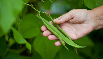 Scarlet Runner bean harvest - gardener checking on decorative bean plants, looking for delicious green pods between orange and red flowers.