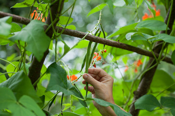 Scarlet Runner bean harvest - gardener checking on decorative bean plants, looking for delicious green pods between orange and red flowers.