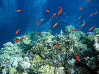 Diving in Blue Hole - Dahab - Pesci rossi © paolavanzin