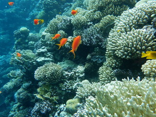 Diving in Blue Hole - Dahab © paolavanzin
