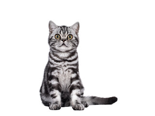 Sweet silver tabby British Shorthair cat kitten, sitting up facing front. Looking towards camera with big eyes. Isolated cutout on transparent background.