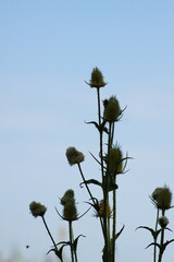 Closeup of cutleaf teasel green seeds with blue sky on background