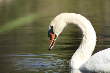 Closeup of profile view of swan head watching to rippled lake