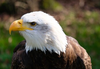Portrait Of A Sea Eagle