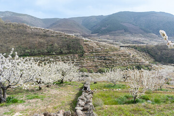 The flowering of the cherry trees in the Jerte Valley, in the north of Cáceres, Extremadura, Spain