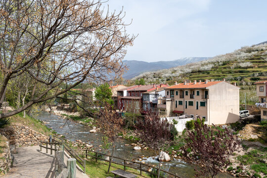 Cabezuela del valle in the flowering of the cherry trees in the Jerte Valley, in the north of C&aacute;ceres, Extremadura, Spain