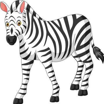 Cute zebra cartoon isolated on white background