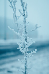 Frost on the grass and flowers, plants in frosty winter day. Frosty, cold weather outside. Climate change concept. Blue natural background in January, February. Snow covered land earth soft focus.
