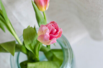 One beautiful tender pink tulip with lacy napkin on white background with place for text.