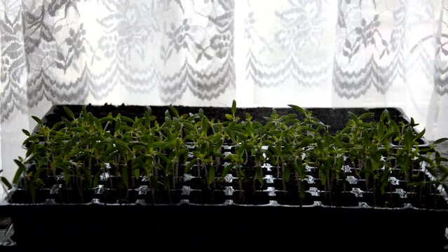 tomato seedlings in black cassette, movement of amera. planters in black cassette tomatoes. High quality FullHD footage