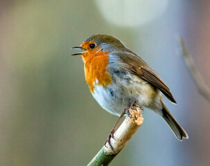 Robin redbreast singing
