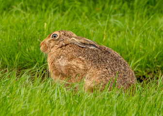 Brown hare in grass