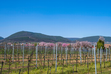 Fototapeta na wymiar Vineyard near Edenkoben/Germany in Rhineland-Palatinate with blossoming almond trees in the background
