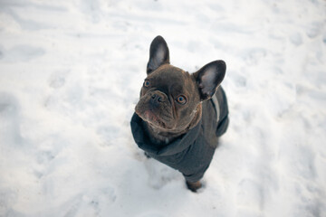A cute French bulldog posing out side