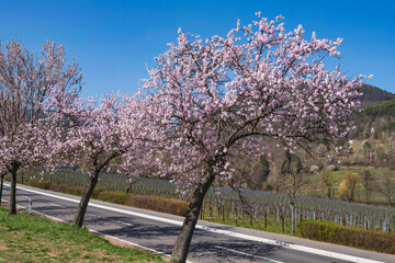 Obraz premium Almond trees in full bloom near Edenkoben/Germany in Rhineland-Palatinate